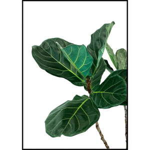 Plakat Imagioo Fig Tree Leaves, 40x30 cm