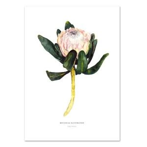 Plakat Leo La Douce King Protea, 21x29,7 cm