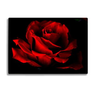 Obraz szklany Insigne Red Rose