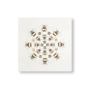 Obraz Graham & Brown Beautiful Bees, 60x60 cm