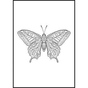 Plakat Imagioo Butterfly, 40x30 cm