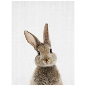 Plakat Blue-Shaker Baby Animals Rabbit, 30x40 cm