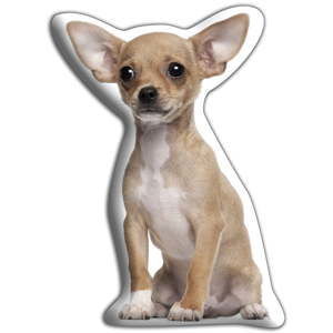 Poduszeczka Adorable Cushions Chihuahua