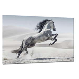 Obraz Styler Glasspik Glasspik Animals Horse, 80x120 cm