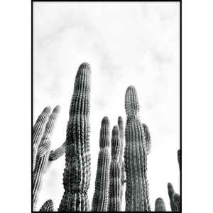 Plakat Imagioo Cactus No.2 , 40x30 cm