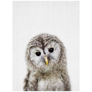 Plakat Blue-Shaker Baby Animals Owl, 30x40 cm