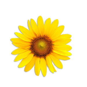 Poduszka dekoracyjna z włókien juty Madre Selva Sunflower