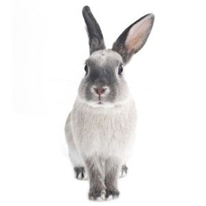 Naklejka ścienna Dekornik Rabbit Harry, 53x115 cm