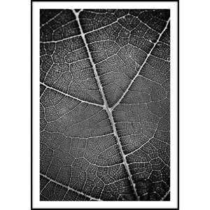 Plakat Imagioo Leaf, 40x30 cm