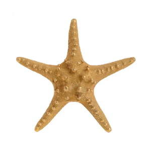 Dekoracja w kształcie rozgwiazdy w złotym kolorze InArt Sea, ⌀ 25 cm