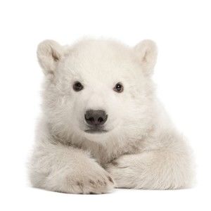 Naklejka ścienna Dekornik Polar Bear, 58x55 cm