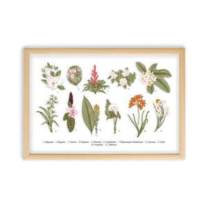 Obraz w ramie z drewna sosnowego Surdic Botanical Flowers, 50x70 cm
