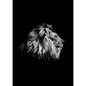 Plakat Imagioo Lion, 40x30 cm
