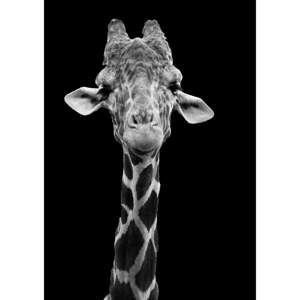 Plakat Imagioo Giraffe, 40x30 cm