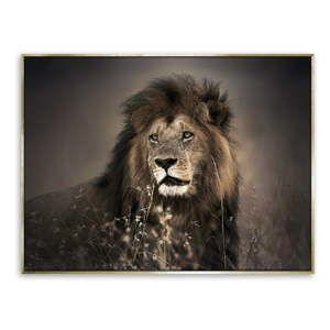 Obraz lwa na płótnie Styler Golden Lion, 62x82 cm