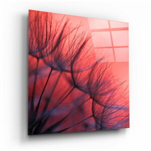 Szklany obraz Insigne Red Dandelion, 40x40 cm