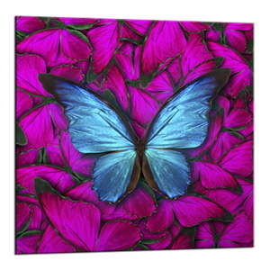 Obraz Styler Glasspik Red Butterfly, 20x20 cm