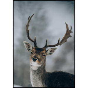 Plakat Imagioo Deer, 40x30 cm