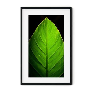 Plakat w ramie Insigne Leaf, 70x110 cm
