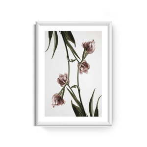 Obraz Piacenza Art Dendrobium, 30x20 cm