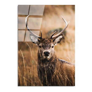 Szklany obraz 70x100 cm Deer – Wallity