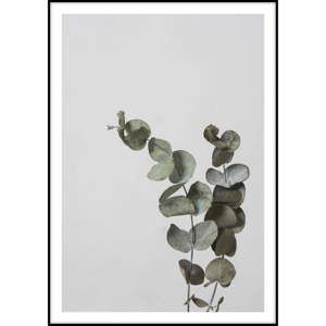 Plakat Imagioo Eucalyptus, 40x30 cm