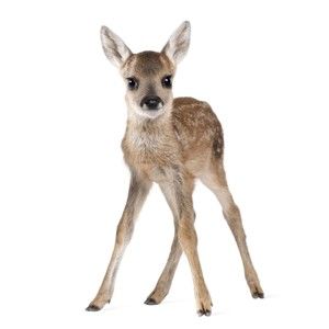 Naklejka ścienna Dekornik Deer Lucy, 55x88 cm