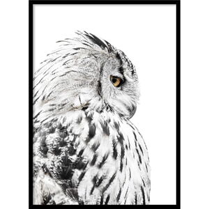 Plakat w ramie 50x70 cm Owl – Styler