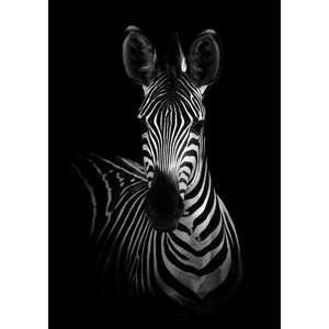 Plakat Imagioo Mighty Zebra, 40x30 cm
