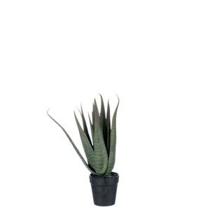 Roślina dekoracyjna J-Line Aloe Vera, wysokość 36 cm