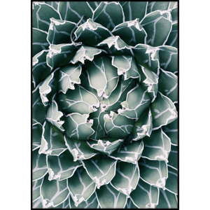 Plakat Imagioo Cactus Close Up, 40x30 cm
