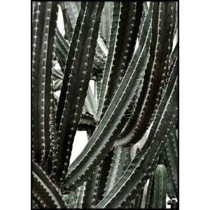Plakat Imagioo Cactus, 40x30 cm