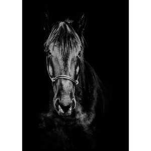 Plakat Imagioo Horse, 40x30 cm