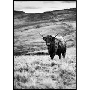 Plakat Imagioo Wild Cow, 40x30 cm