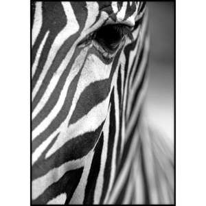 Plakat Imagioo Zebra Texture, 40x30 cm