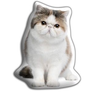Poduszeczka Adorable Cushions Kot egzotyczny krótkowłosy