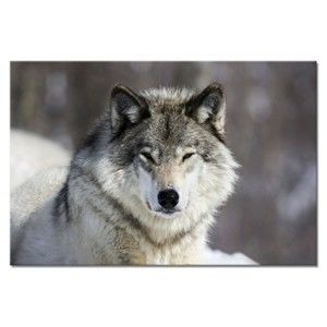 Obraz Styler Glasspik Animal Wolf, 80x120 cm